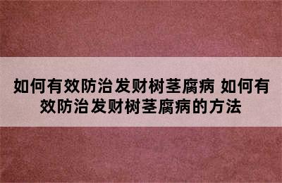 如何有效防治发财树茎腐病 如何有效防治发财树茎腐病的方法